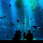 Silhouette of family looking at aquarium full of fish