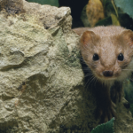 weasel hiding next to a rock surrounded by leaves