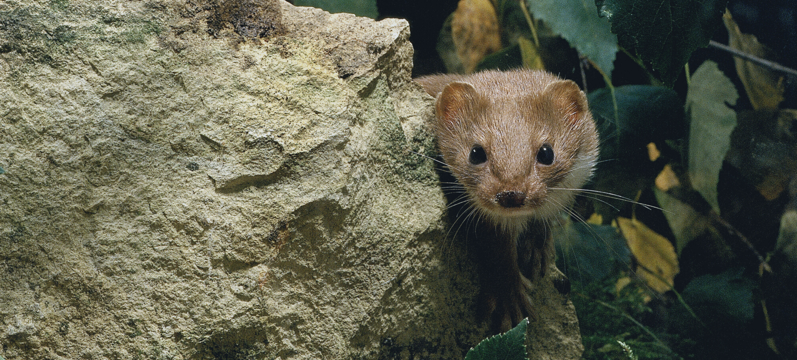 weasel hiding next to a rock surrounded by leaves