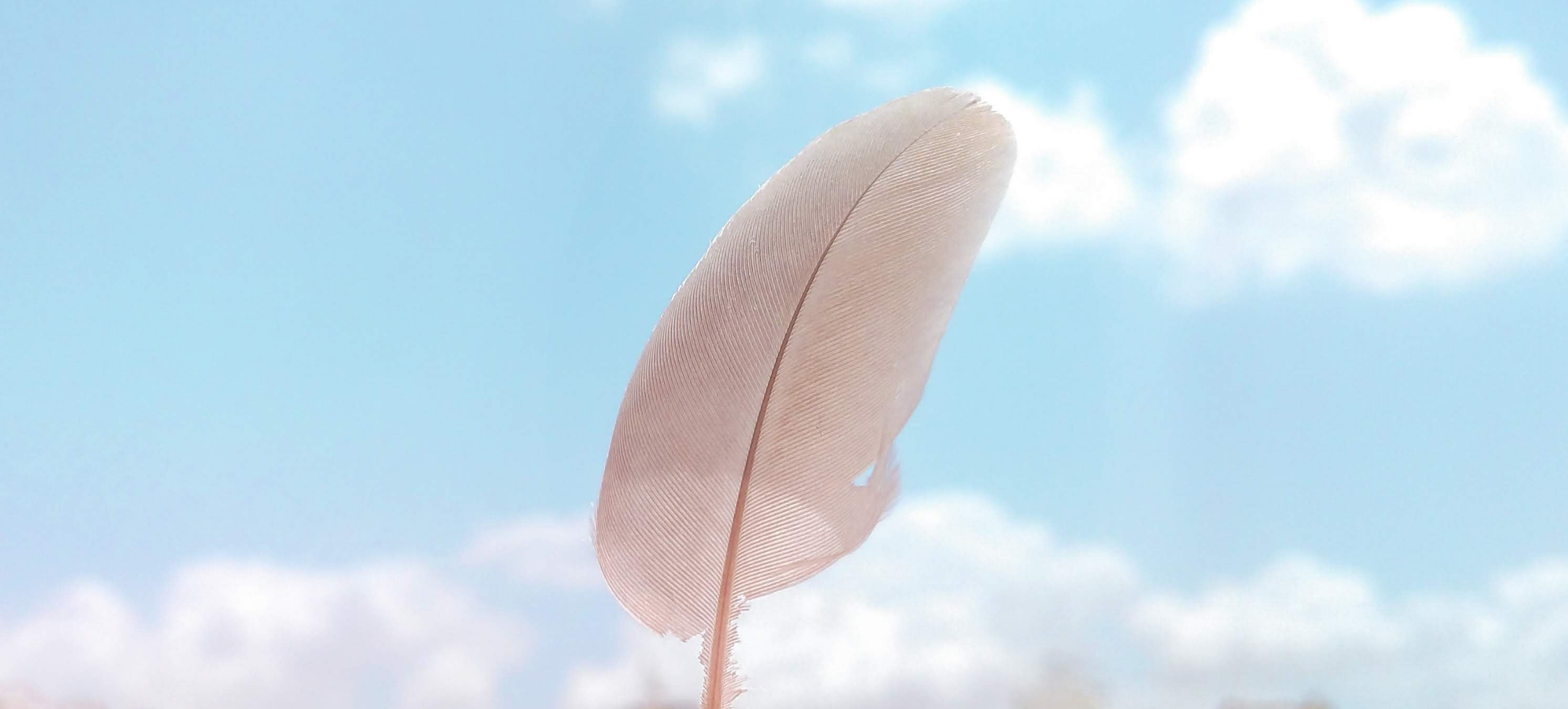 photo of a bird feather against a bright sky with clouds