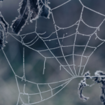 Icy spiderweb attached to dead plants