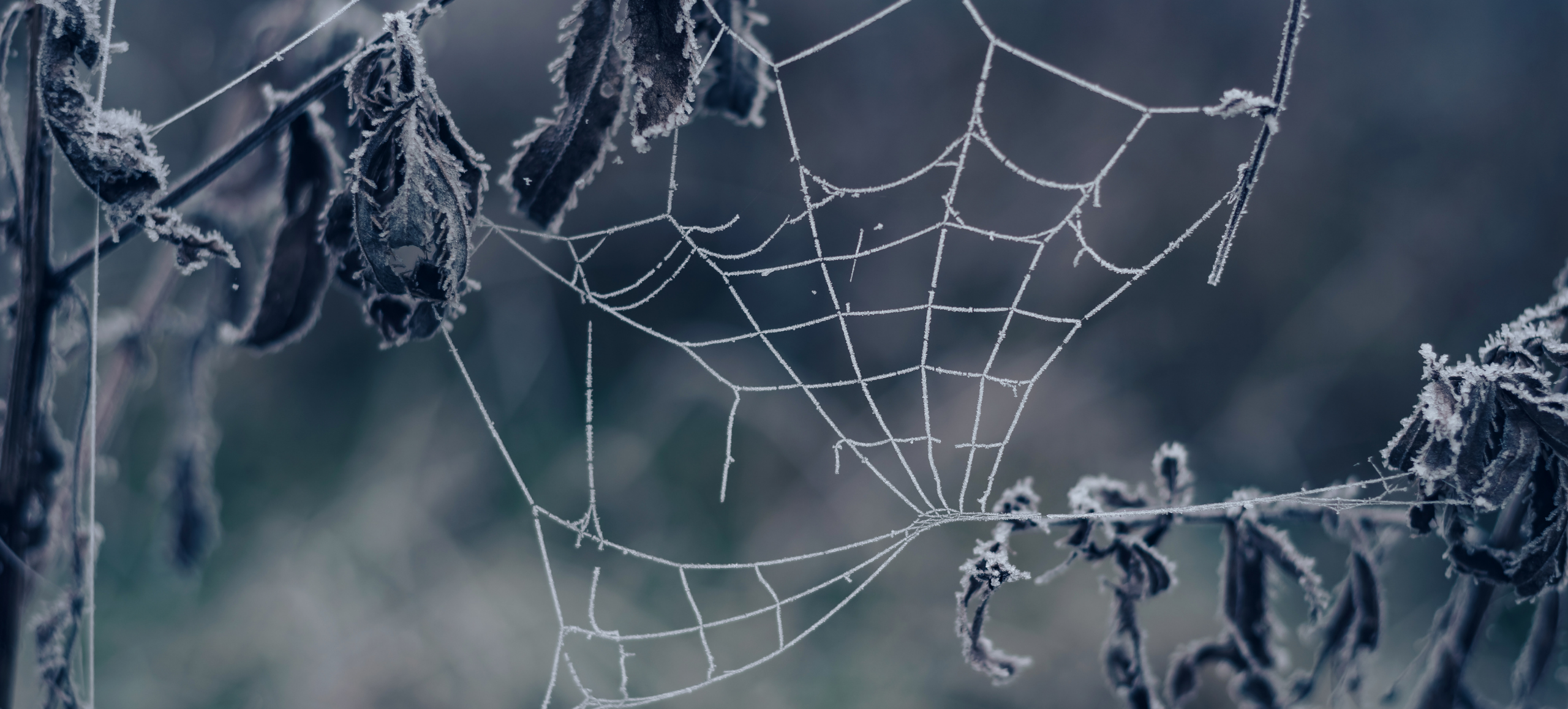 Icy spiderweb attached to dead plants