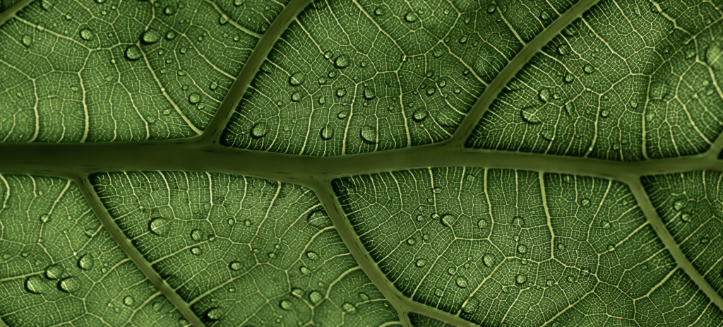 Close-up photo of the veins of a wet leaf