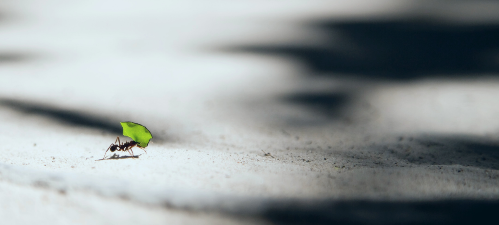 Photo of an ant carrying part of a leaf