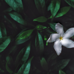 Photo of single white jasmine flower on a green bush