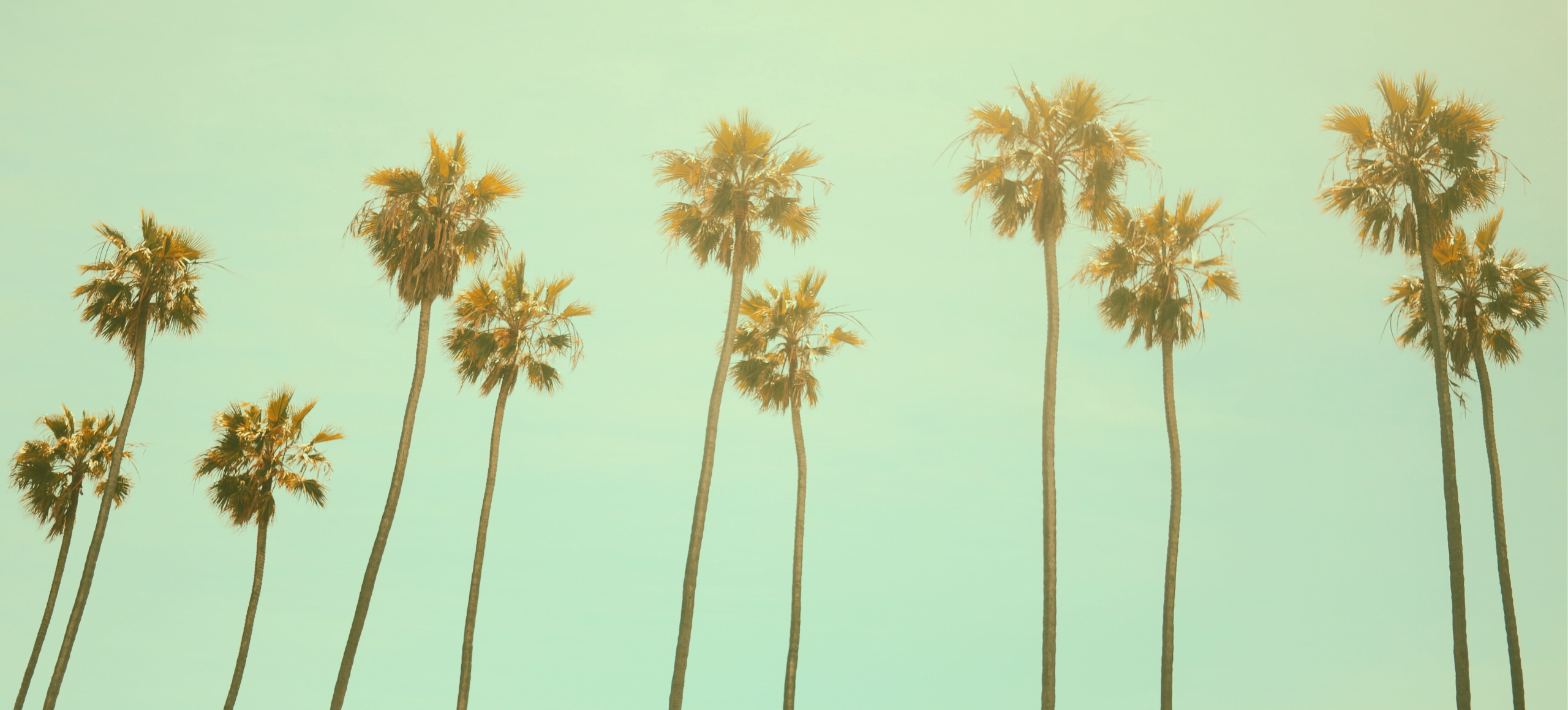 Photo of a line of tall palm trees
