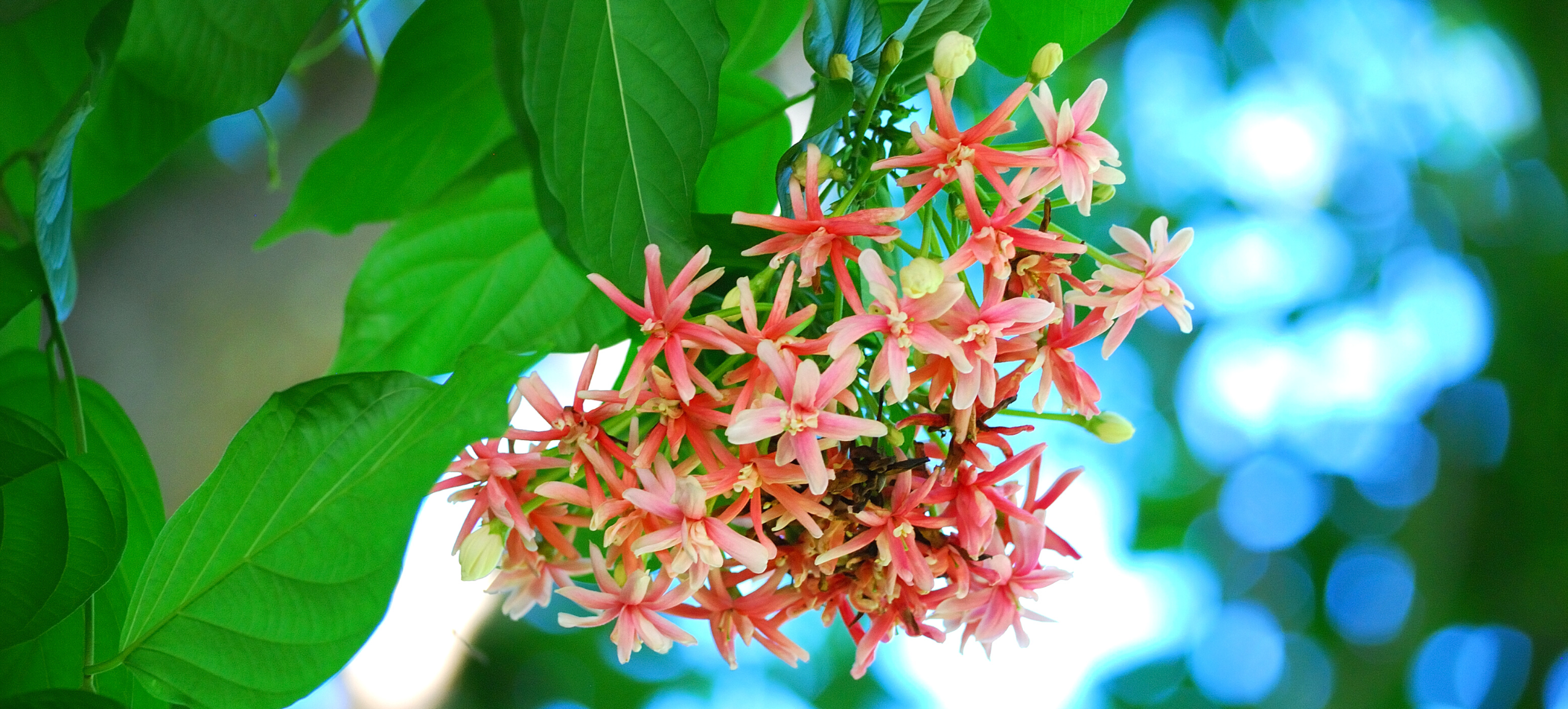 Photo of a rangoon creeper vine with pink-and-white flowers