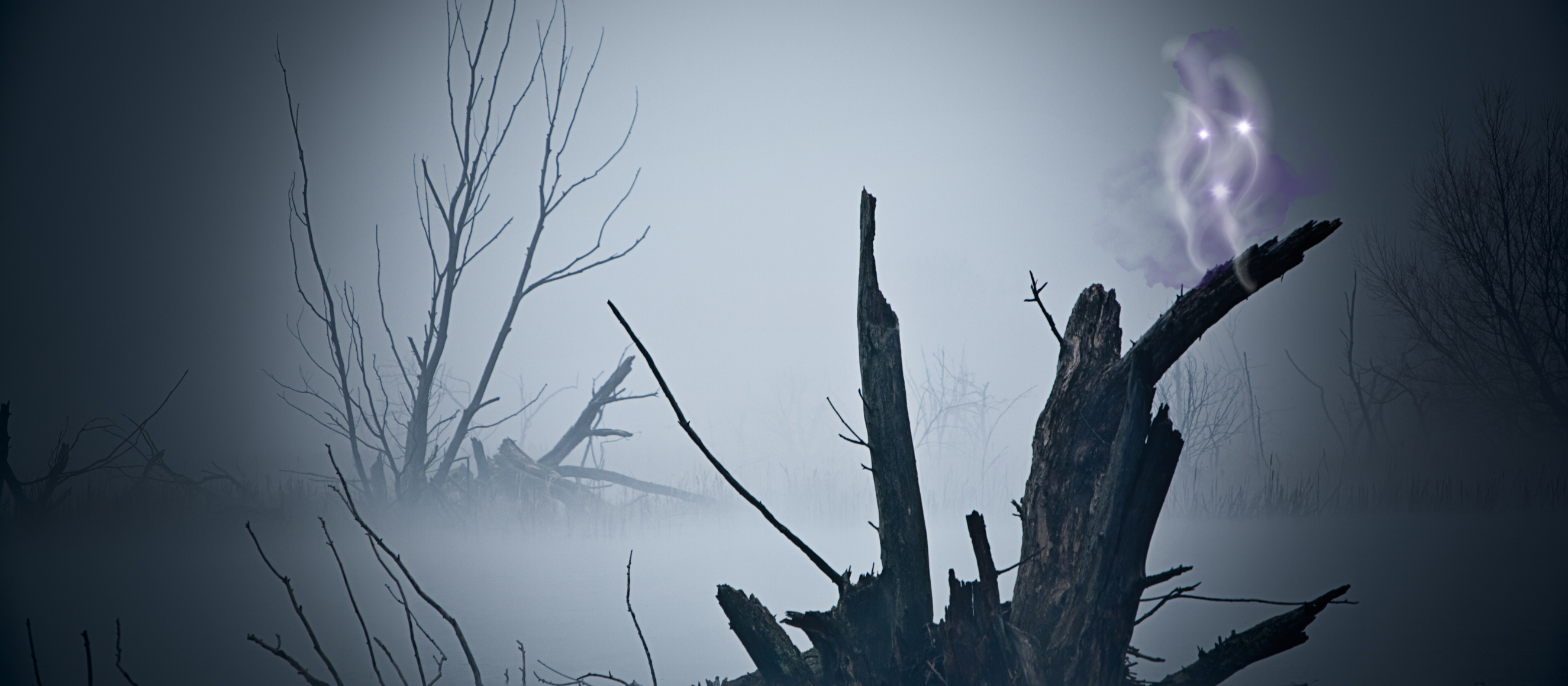 Photo of a spooky and foggy marsh/swamp
