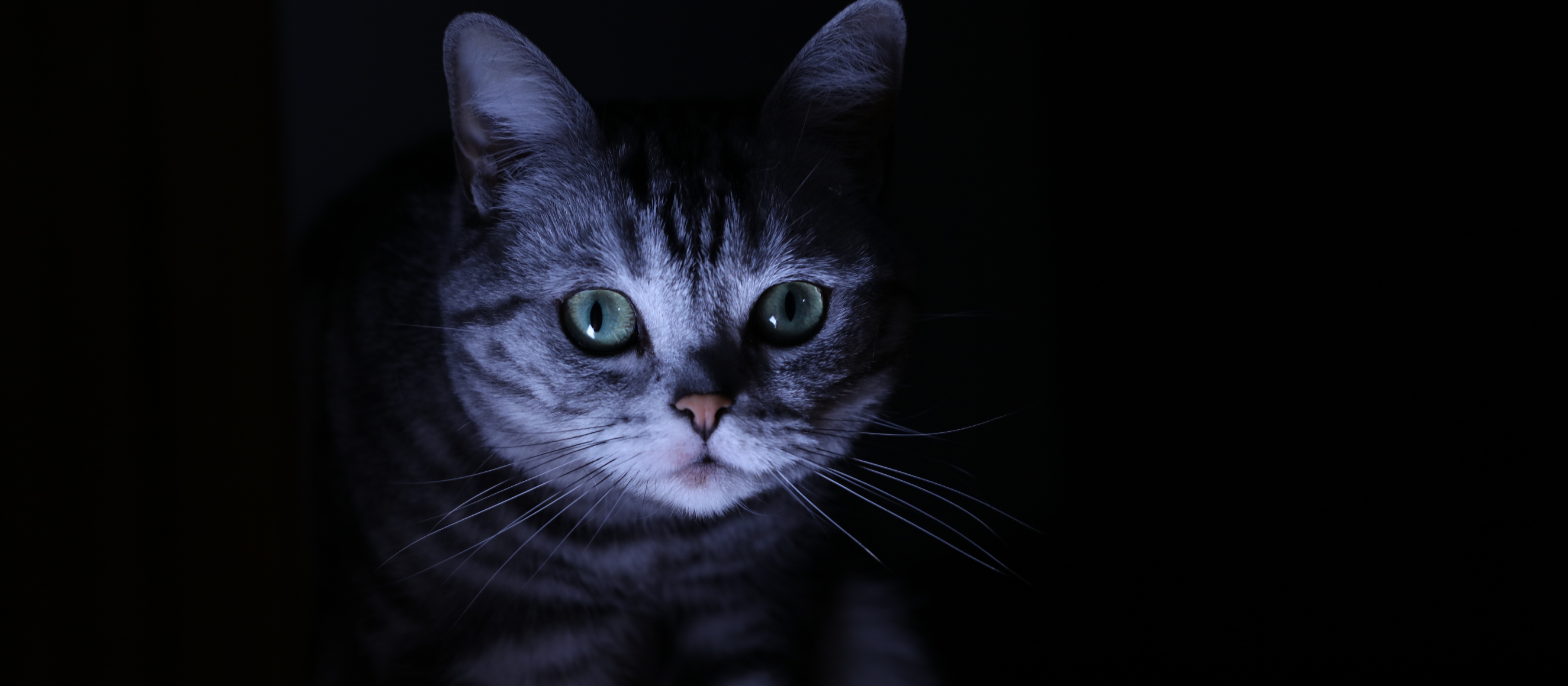Photo of cat staring creepily in the dark