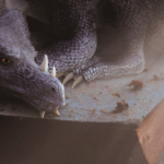 Photo of a dragon resting on a dusty old book