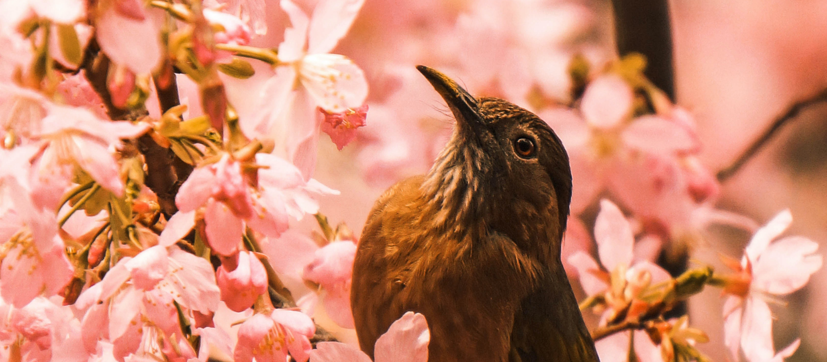 Photo of a bird sitting among flowers looking up
