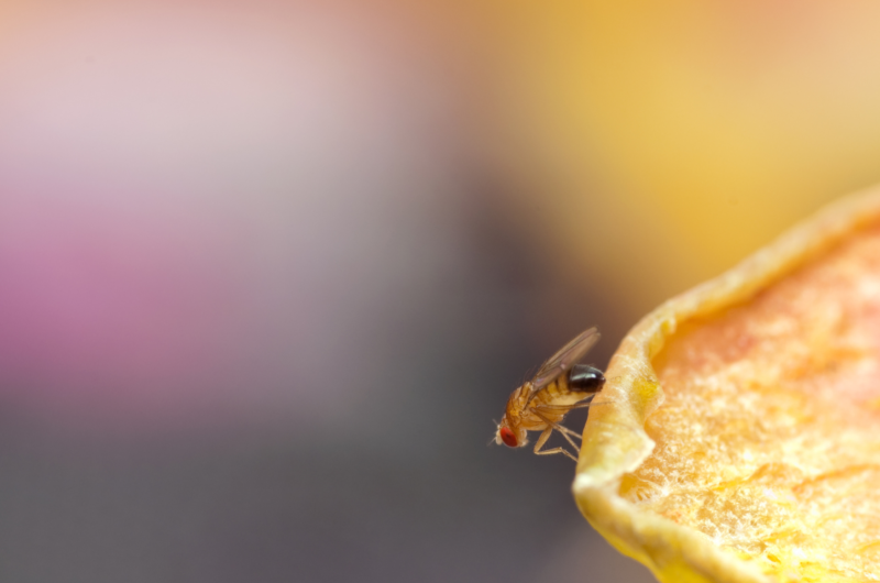 Photo of a fruit fly